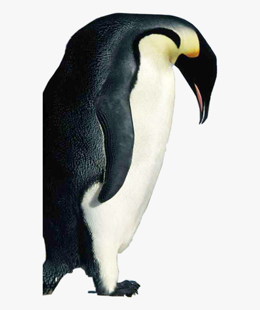 #penguin - Penguins In Alaska, HD Png Download