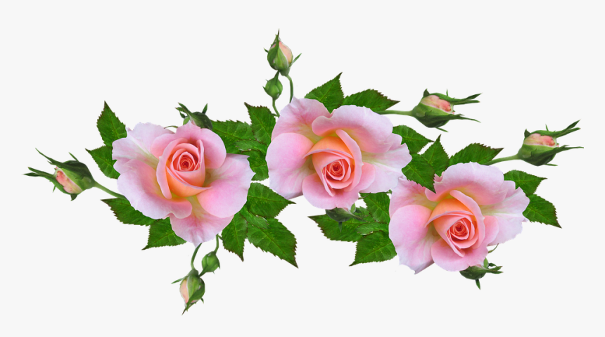 Garden Roses, HD Png Download