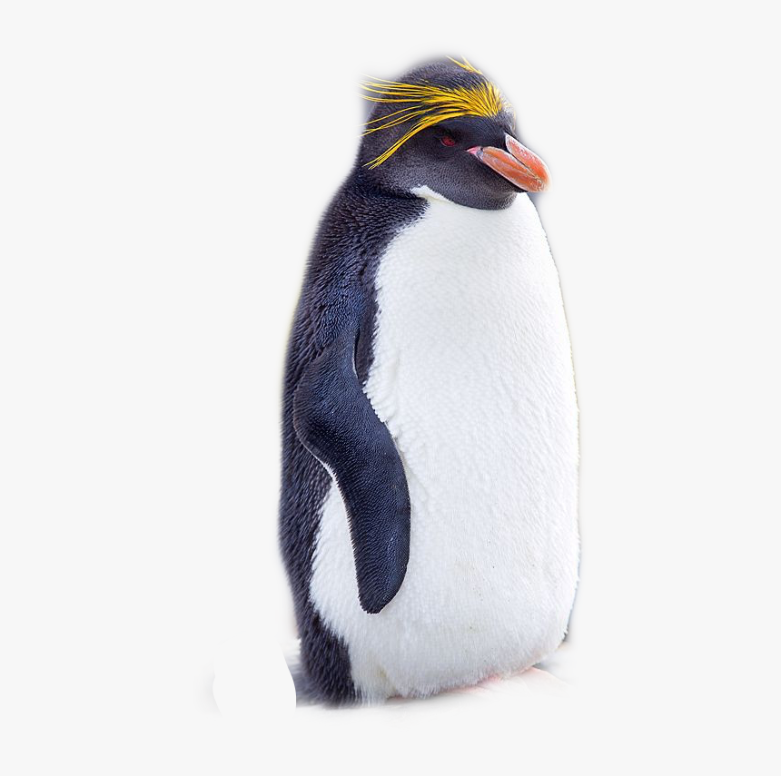 Rockhopper Penguin, HD Png Download