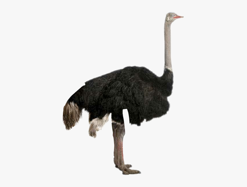 Bigger Emu Or Ostrich, HD Png Download