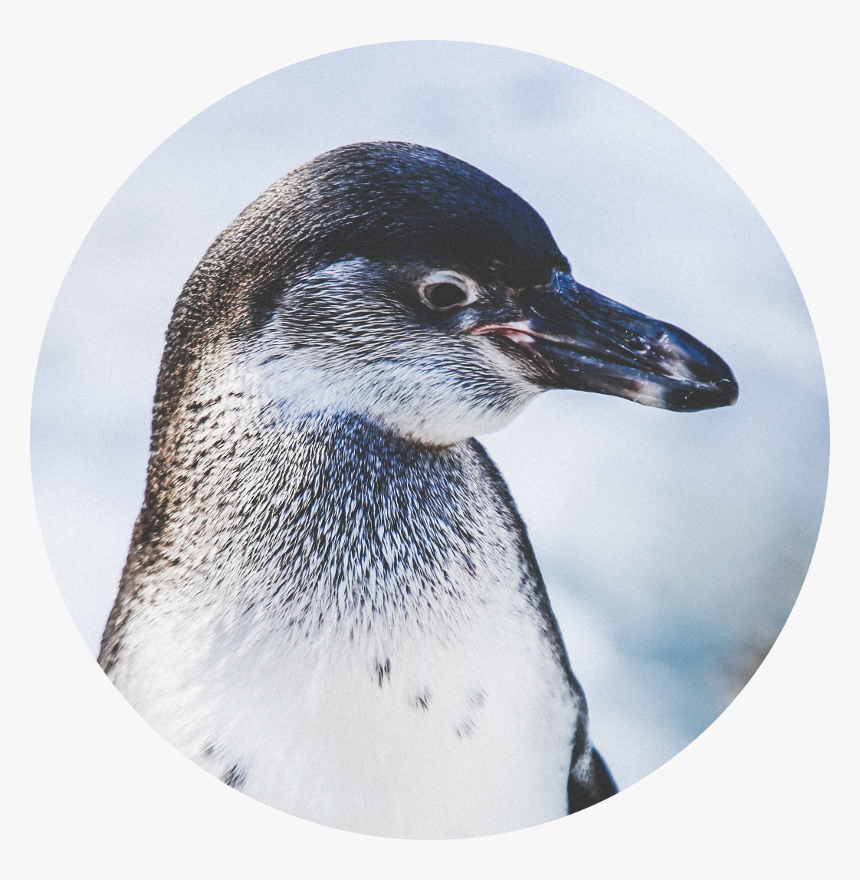 Iphone Xs Max Wallpaper Penguins, HD Png Download