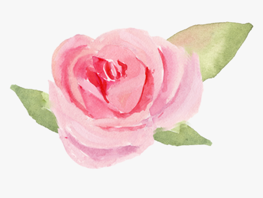Garden Roses , Png Download - Garden Roses, Transparent Png
