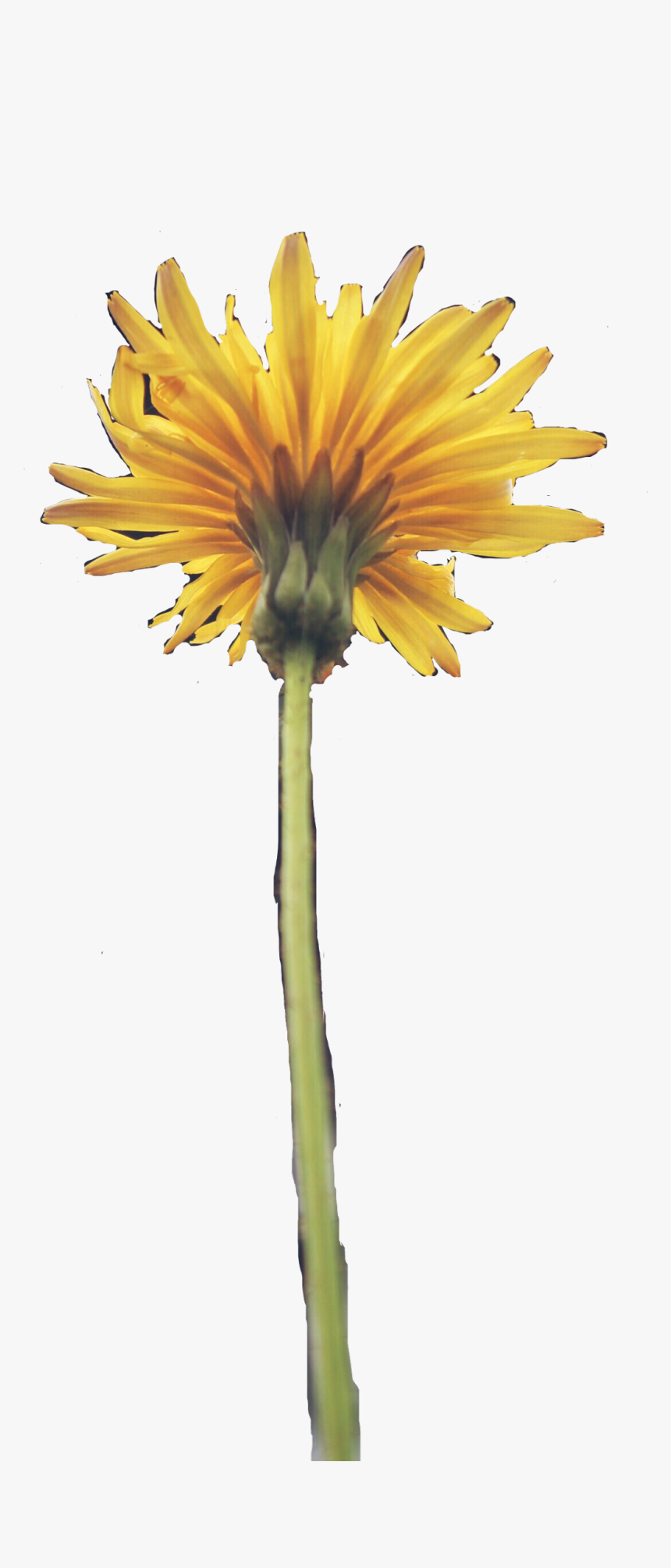 Sunflower, HD Png Download