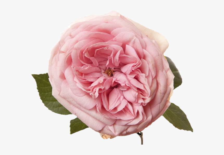 Rosa × Centifolia, HD Png Download