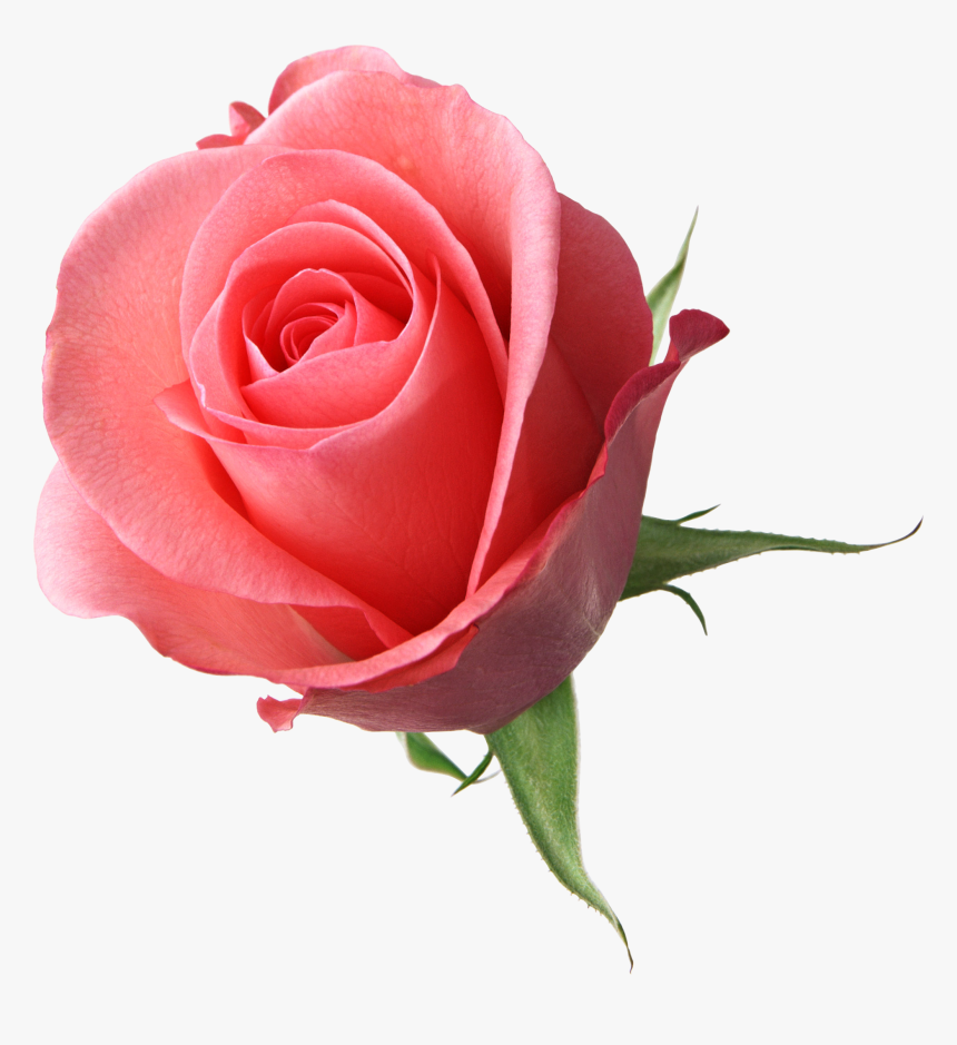 Flowers Png For Edits, Transparent Png