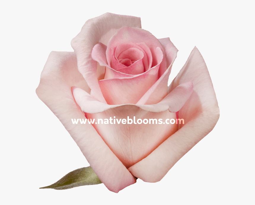 Garden Roses, HD Png Download