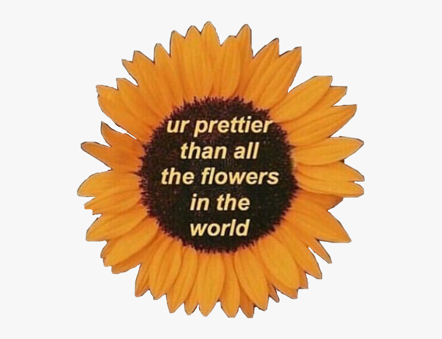 #sunflower #motivation #quotes #love #life #pretty - Prettier Than Flowers Quote, HD Png Download