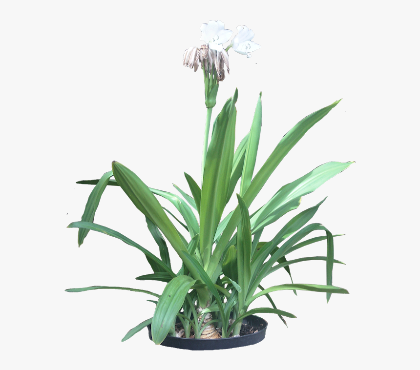 Spider Lily Plant Png, Transparent Png