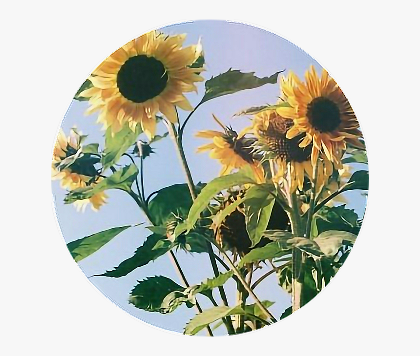 #tumblr #aesthetic #flowers #flower #rose #roses, HD Png Download