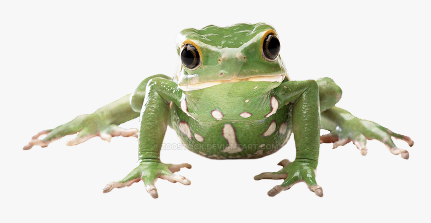 Amphibians With White Background, HD Png Download