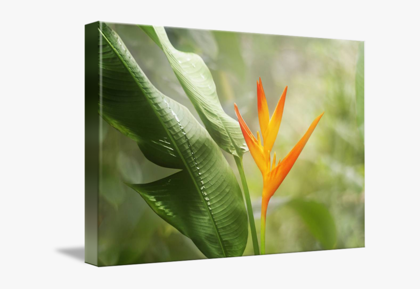 Bird Of Paradise, HD Png Download