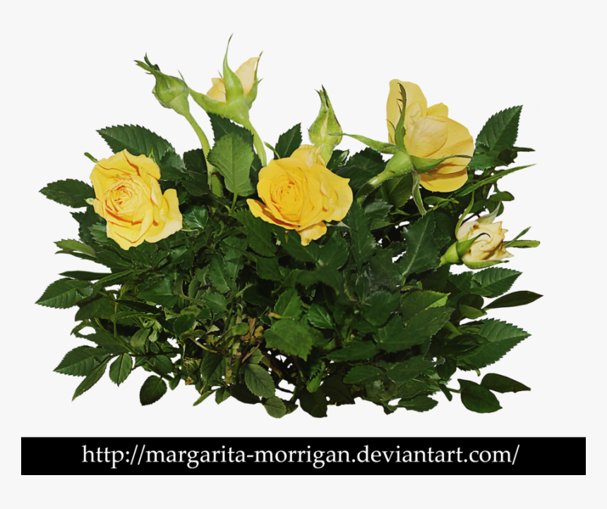 Rose Bush Clipart Shrub Plan - Png Images Of Beautiful Rose Bushes, Transparent Png