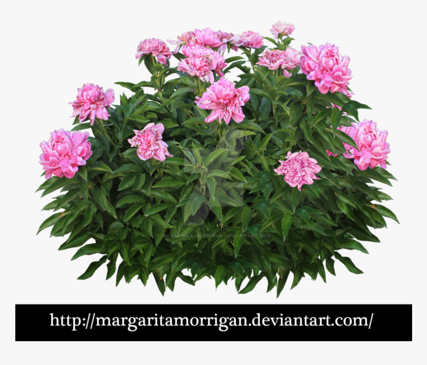 Flowering Shrubs Png