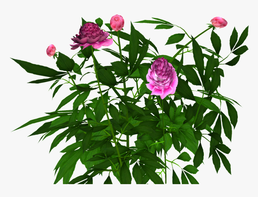 Common Peony, HD Png Download