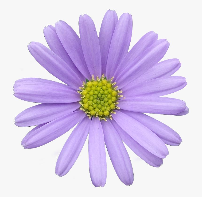 Cherry Blossom Branch Png, Transparent Png