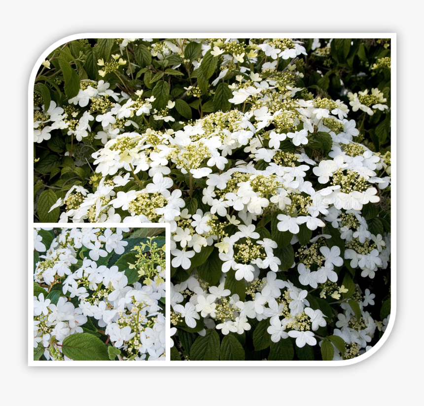 Picture - Viburnum Summer Snowflake, HD Png Download