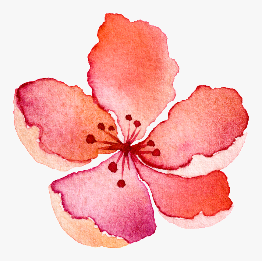 Water Saffron Transparent Decorative - Impatiens, HD Png Download