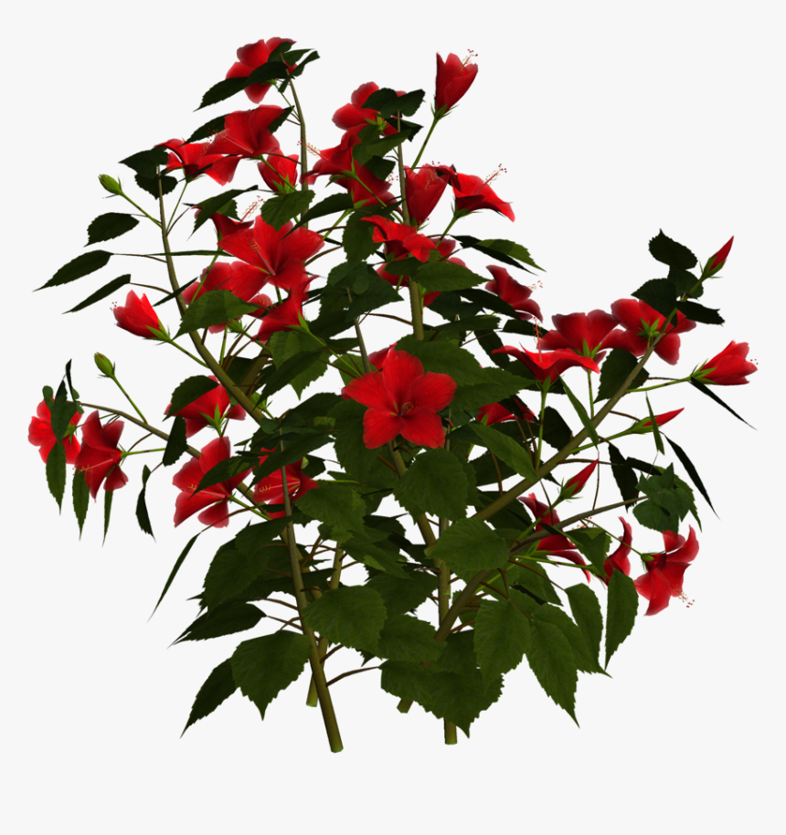 Photo Greeting Card8f - Hibiscus Shrub Png, Transparent Png