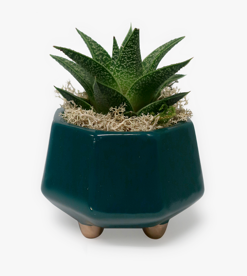 Gold Footed Haworthia Planter - Flowerpot, HD Png Download