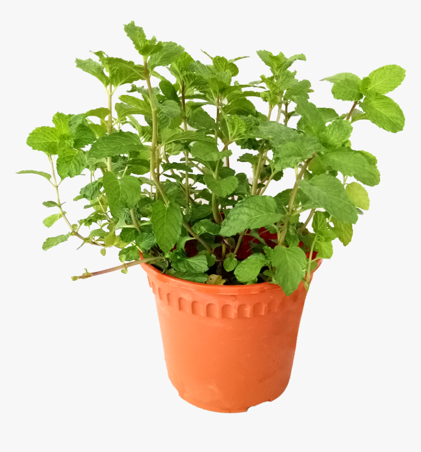 Are Mint Leaves Edible - Flowerpot, HD Png Download