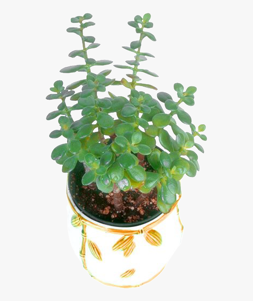 Flower Pot Green Plant - Houseplant, HD Png Download