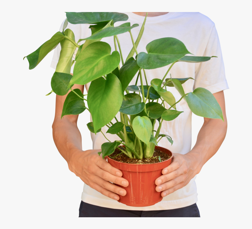 Philodendron Monstera - Houseplant, HD Png Download