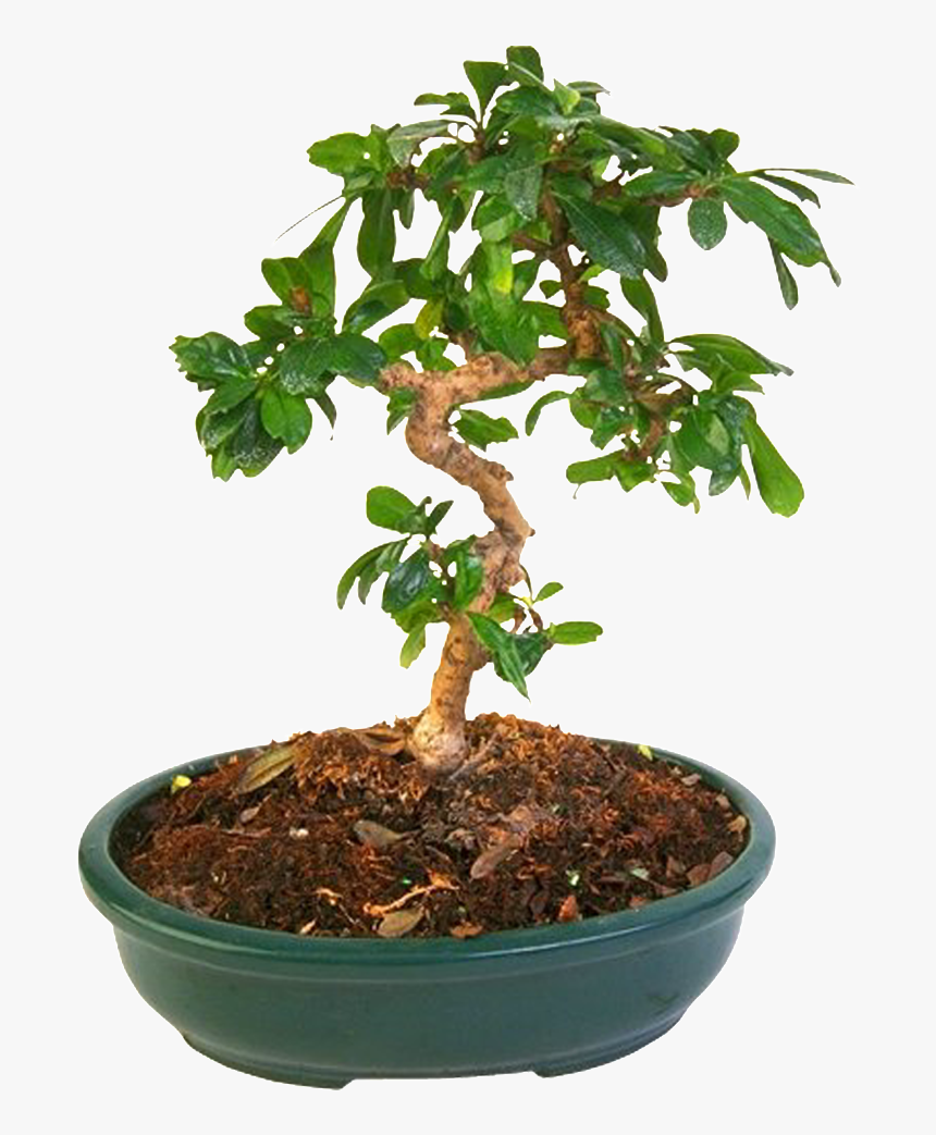 Bonsai Plantas Hermoso Png Hd - Flowerpot, Transparent Png