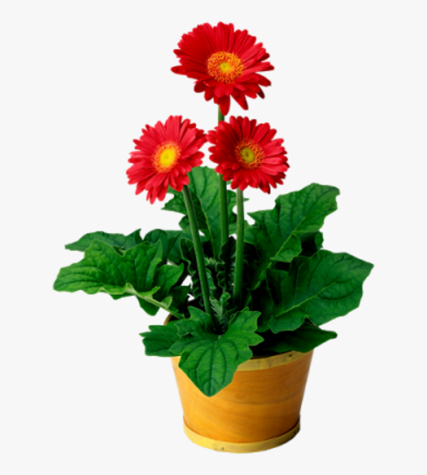 Flowers Flowerpot @doloresgouveia - Go Math Lesson 1.2 6th Grade, HD Png Download