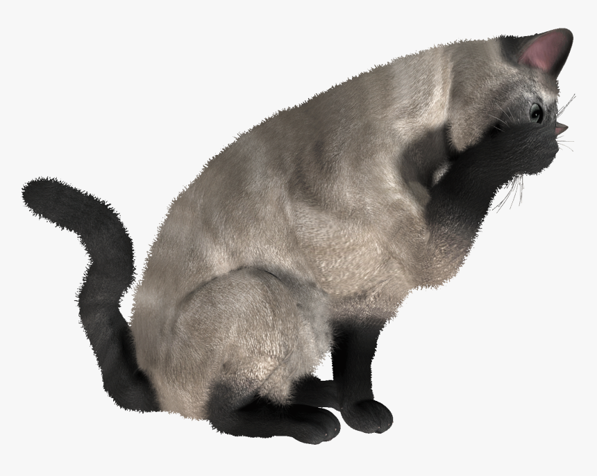 Png Gallery Cats Images - Cat Eating Png, Transparent Png