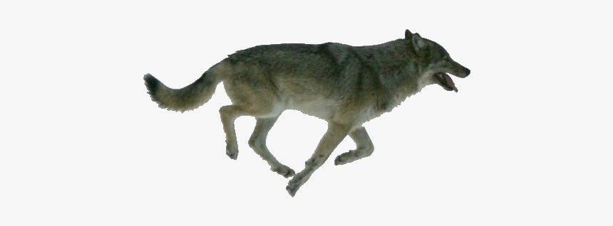 Isle Royale Wolves, HD Png Download