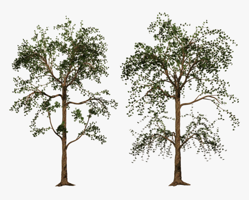P 1024x768, High Quality Aljanh - Pond Pine, HD Png Download
