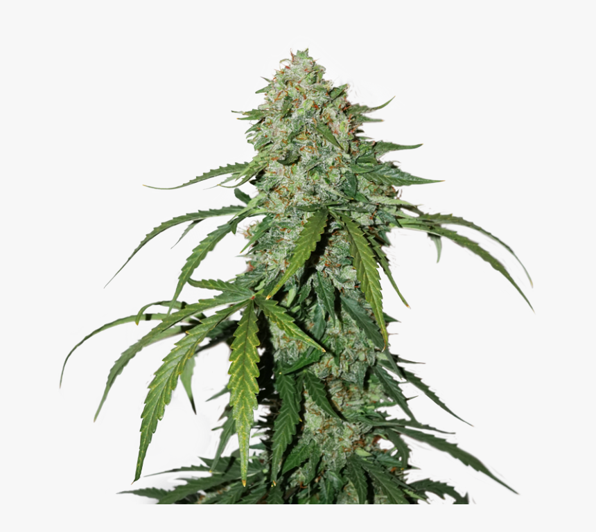 1 Silver Lime Haze - Cbd Silver Lime Haze, HD Png Download