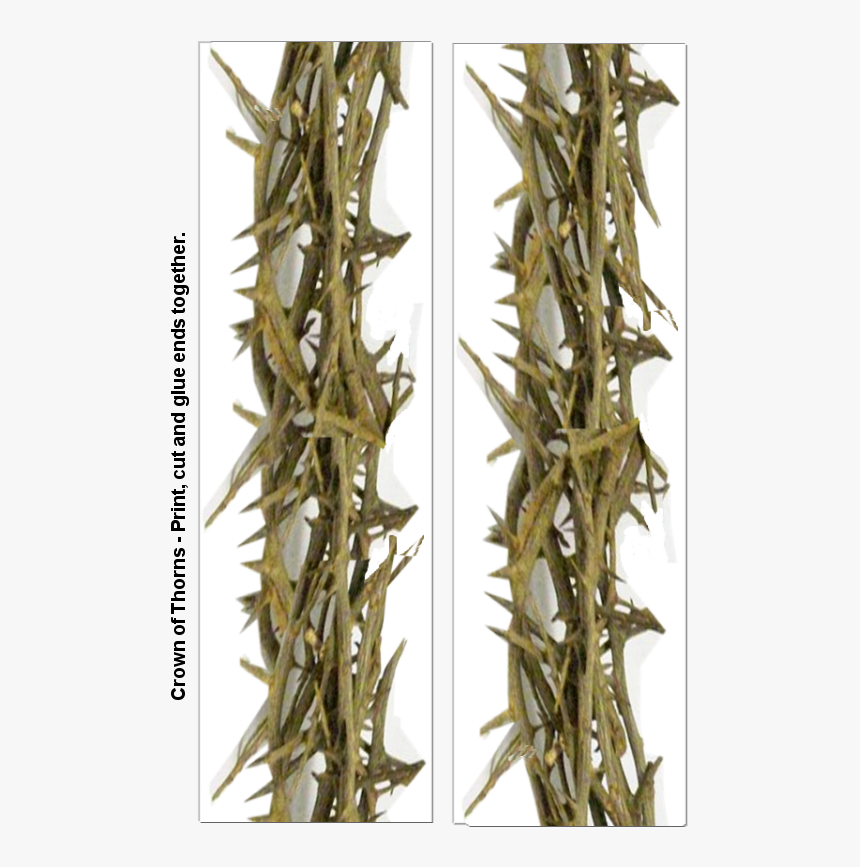 Thorns, Spines, And Prickles, HD Png Download