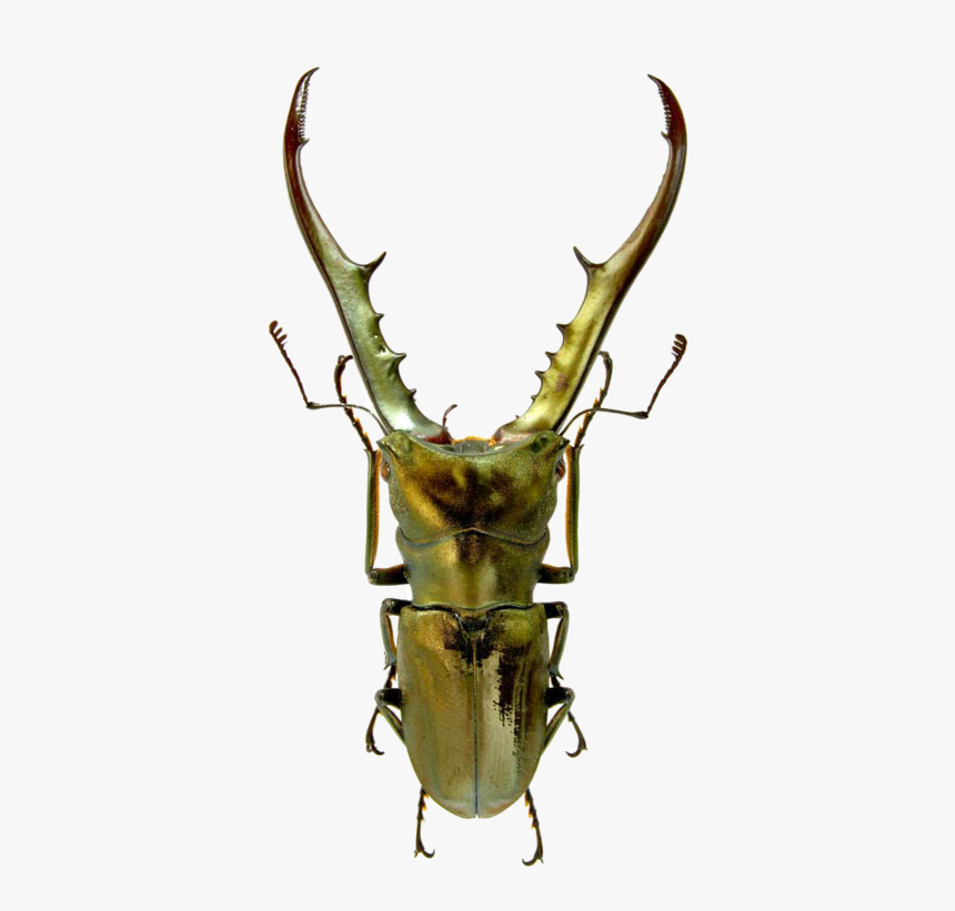 Metallic Stag Beetle, HD Png Download