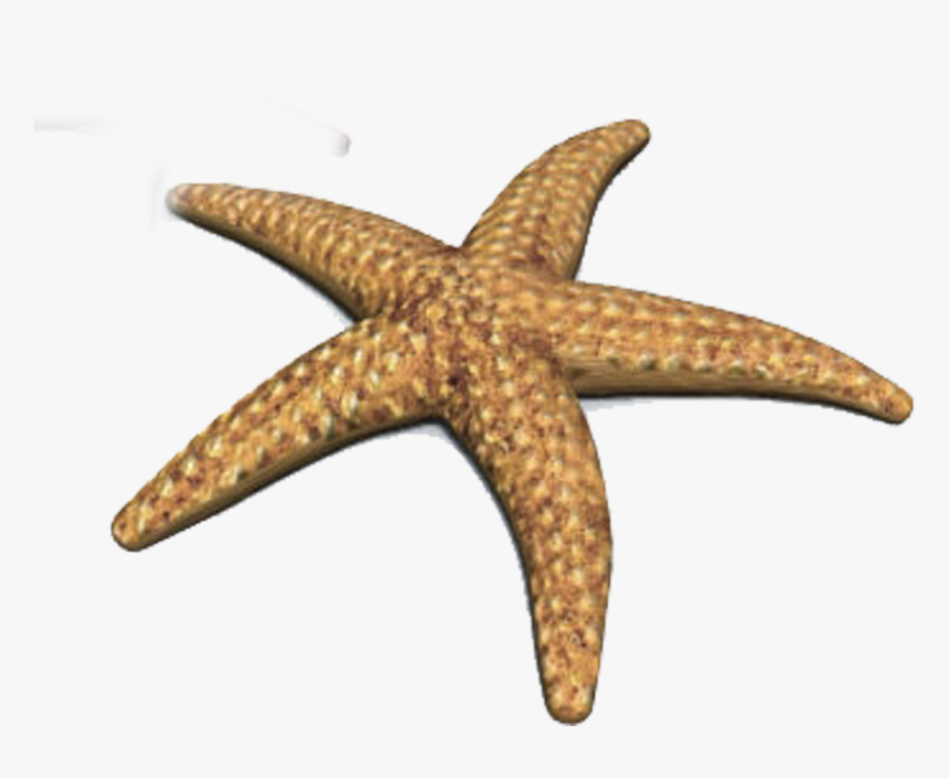 Crown Of Thorns Starfish Animation - Starfish 3d Png, Transparent Png