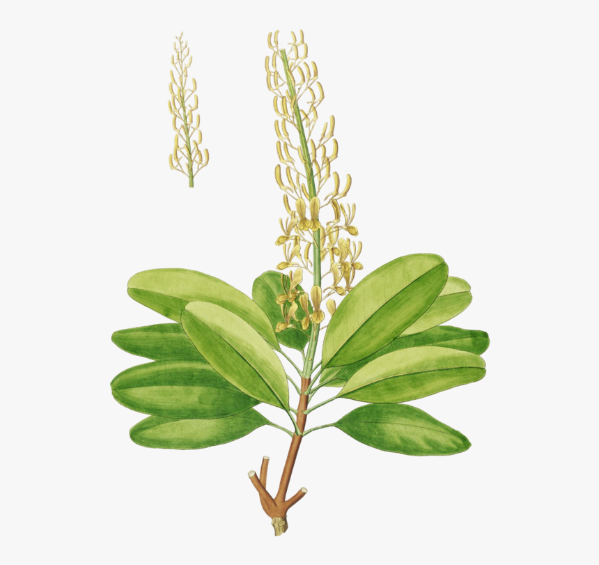 Vochysia Lehmannii, HD Png Download