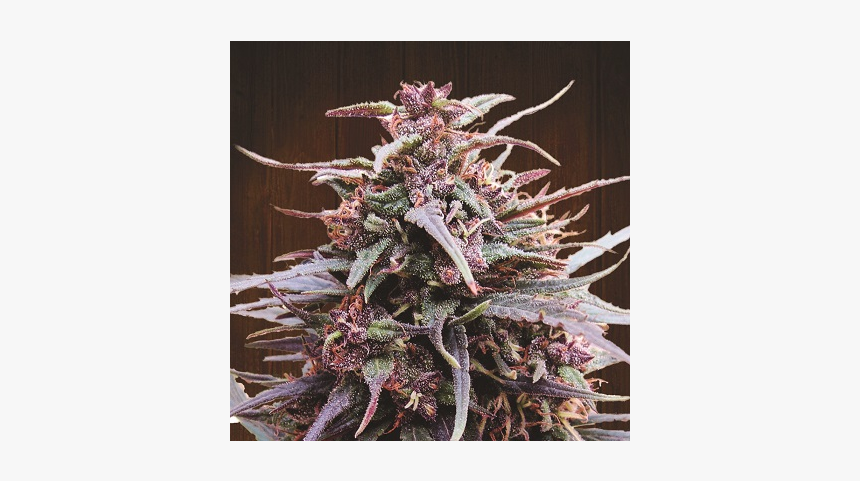 Purple Haze X Malawi Ace Seeds, HD Png Download