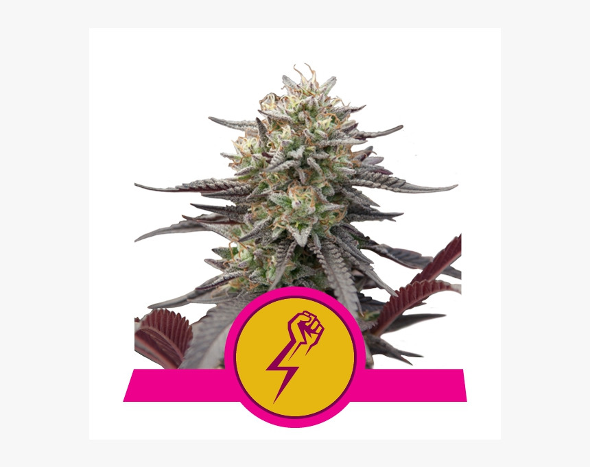 Green Punch Royal Queen Seeds, HD Png Download