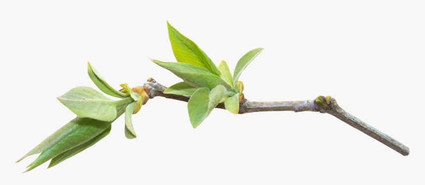 Bay Laurel, HD Png Download