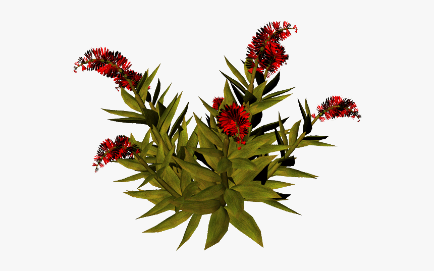 Crown Of Thorns, HD Png Download