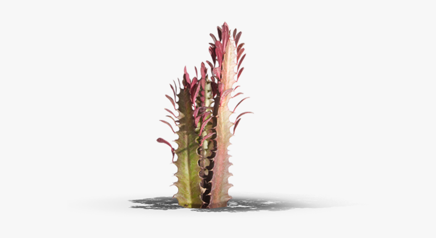 Cactus, HD Png Download