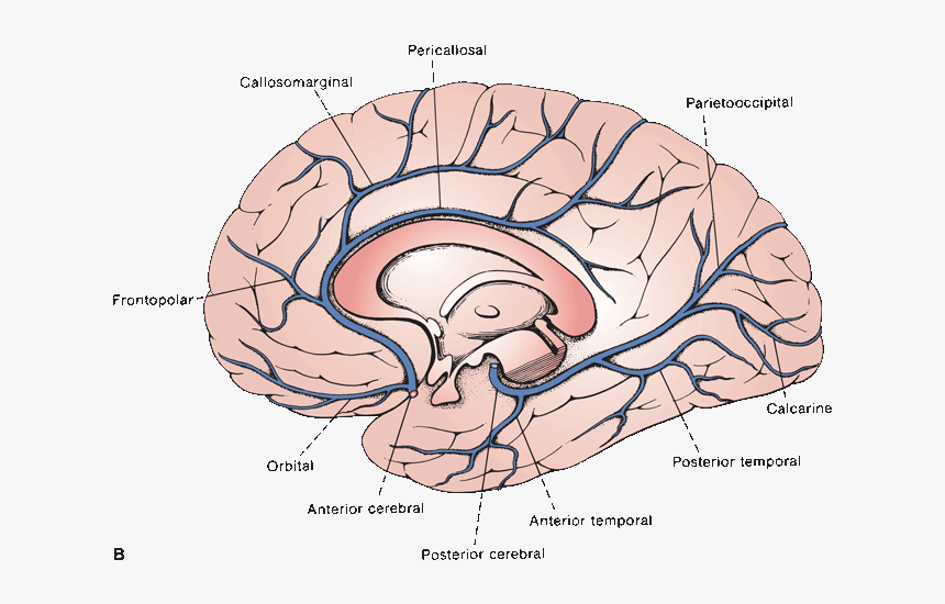 Blood Supply Of Medial Surface Of Brain, HD Png Download