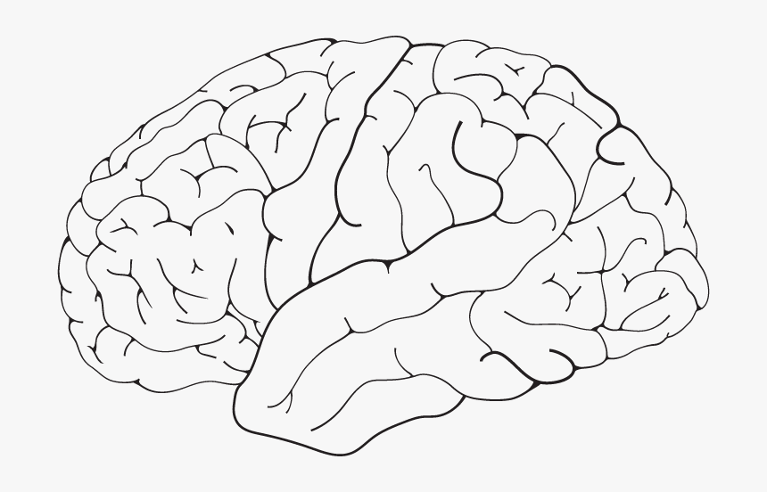 Brain Isolated - Line Art, HD Png Download