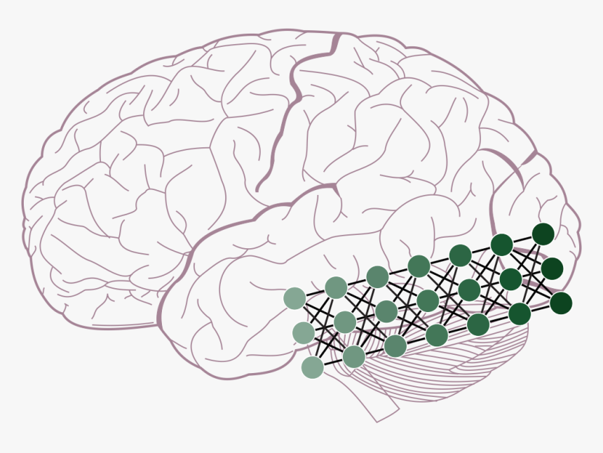 Lobes Of The Brain, HD Png Download