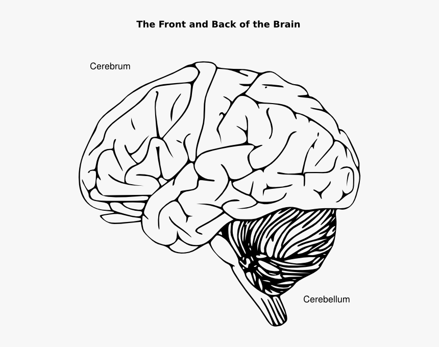 Transparent Background Brain Clipart, HD Png Download