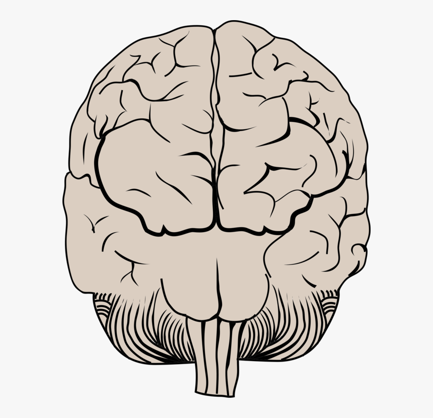 Transparent Thinking Brain Clipart - Illustration, HD Png Download