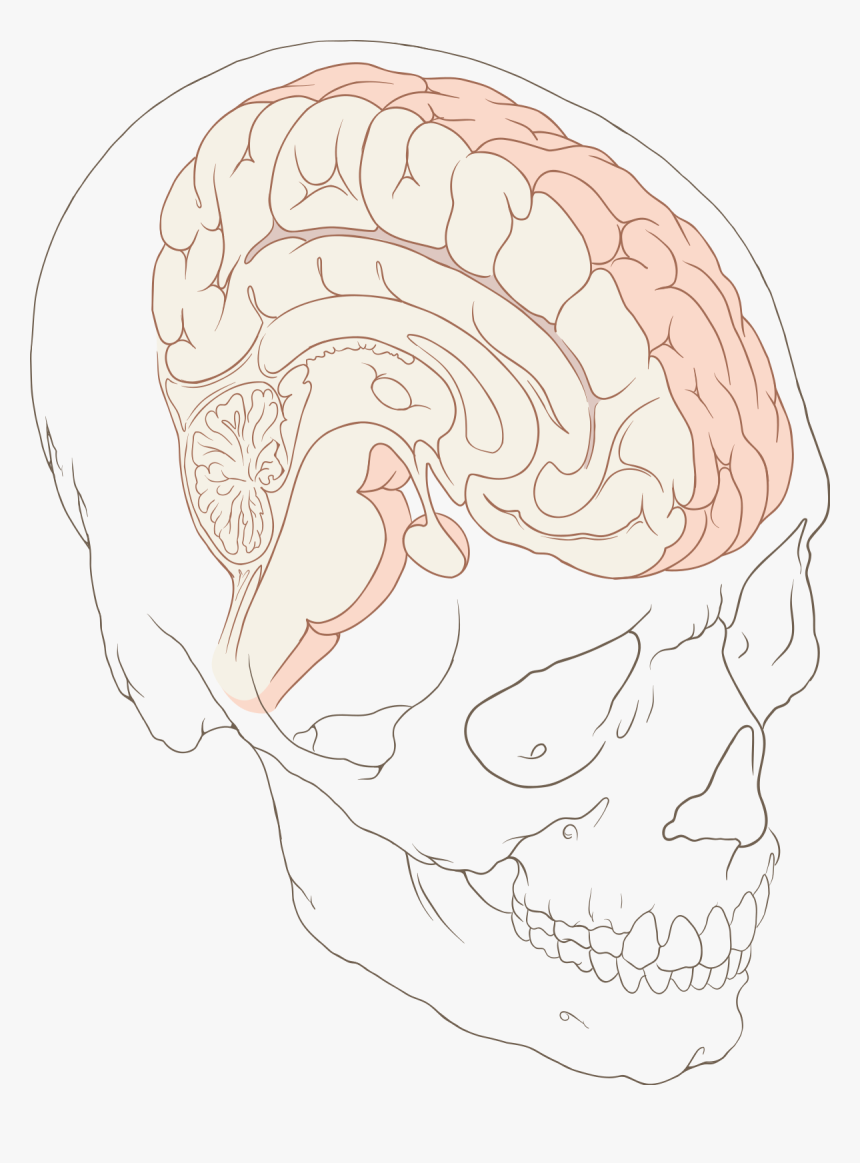 Sketch, HD Png Download