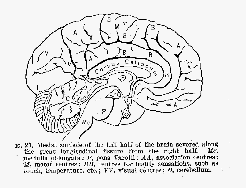 Mesial Surface Of The Left Half Of The Brain Severed - Brain Sliced In Half Sketch, HD Png Download