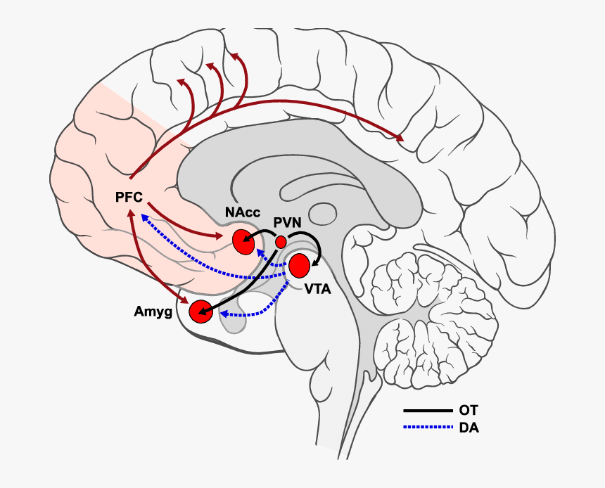 Nucleus Accumbens Nacc And The Ventral Tegmental Area, HD Png Download