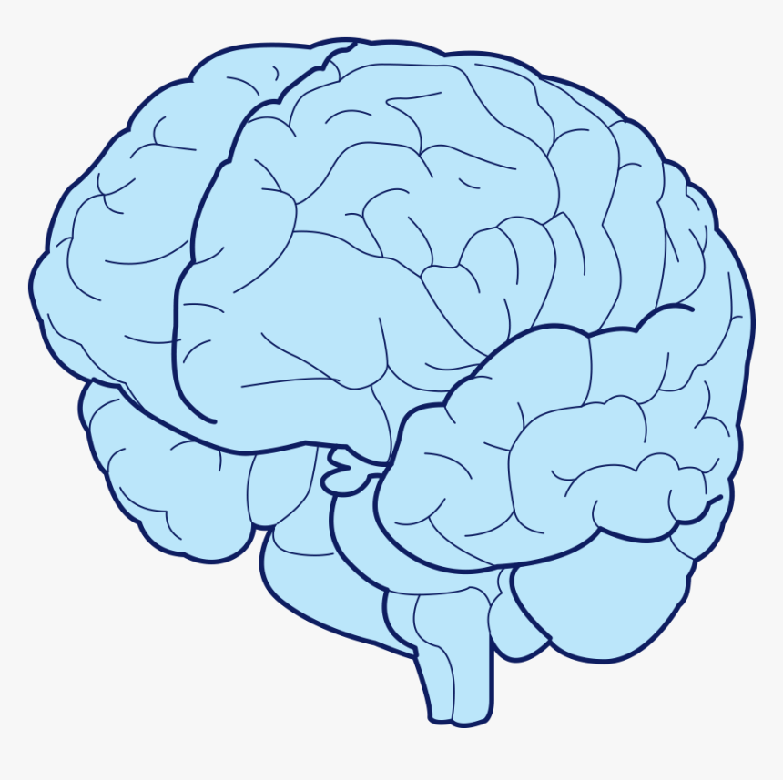 Cauliflower, HD Png Download